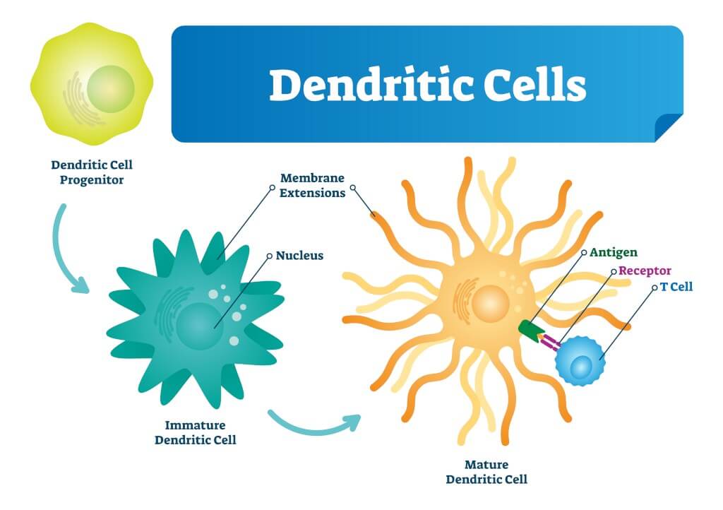 Лечение рака дендритными клетками
