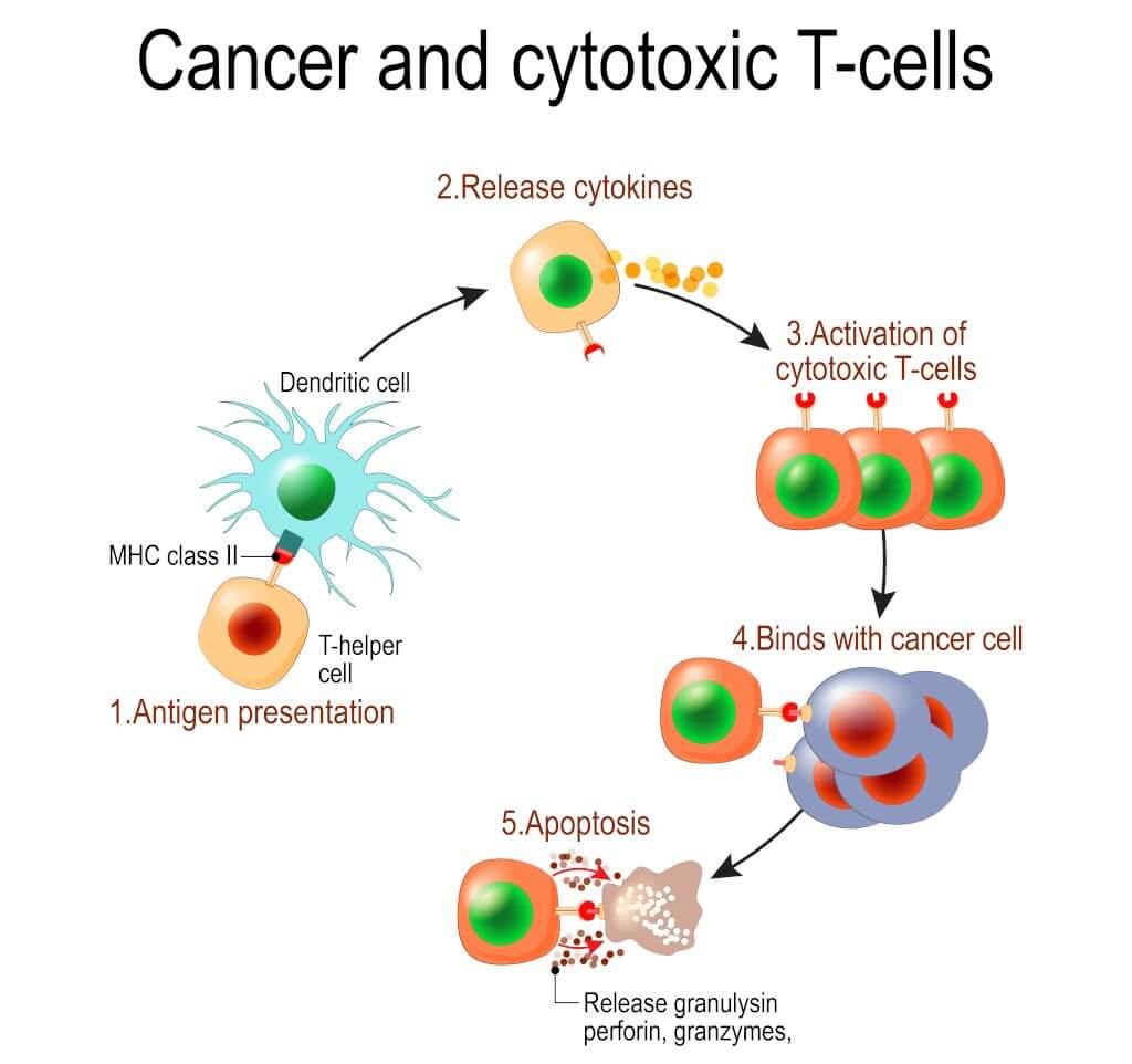 السرطان والخلايا التائية السامة للخلايا