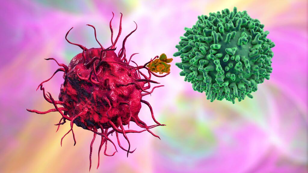 Dendritic cell presenting antigen to T-cell
