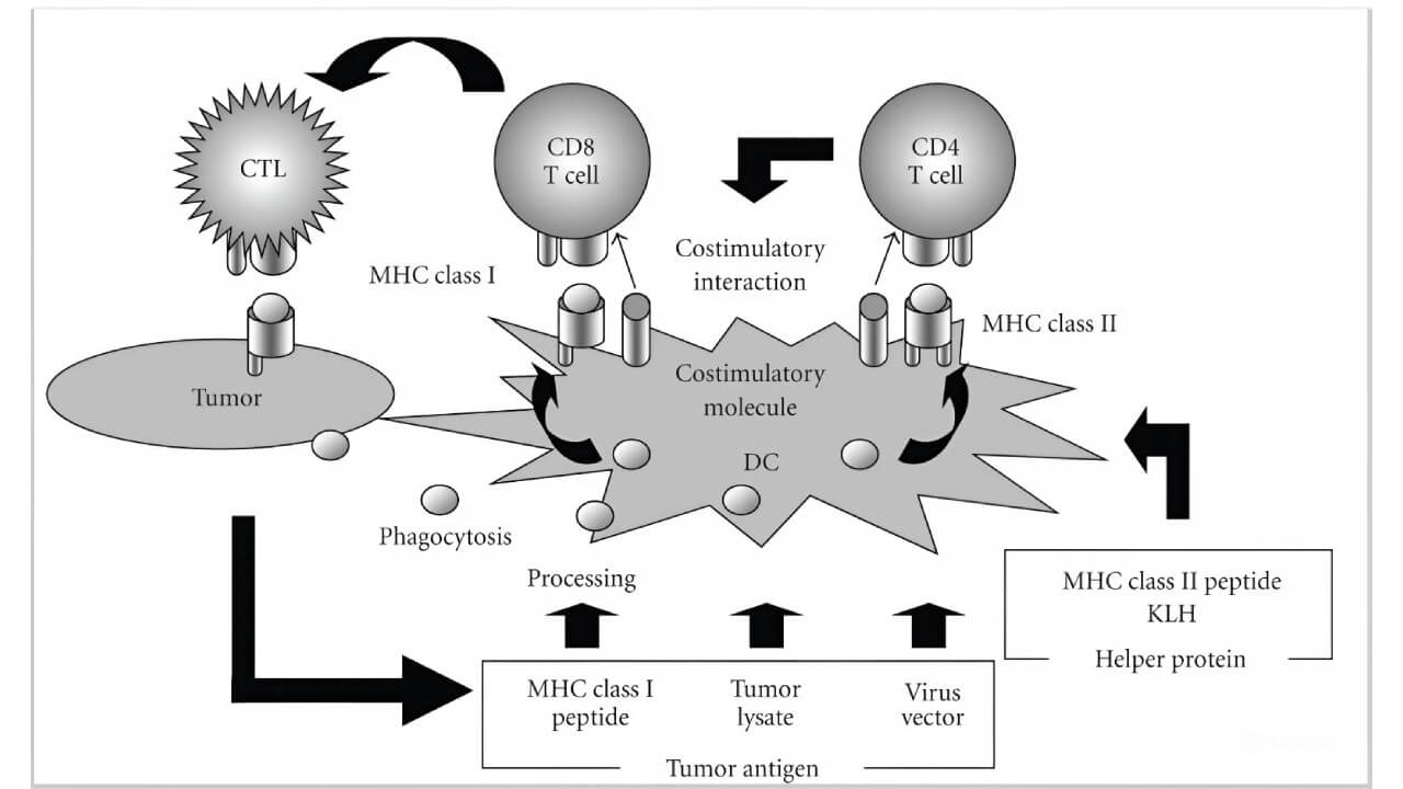 Cytotoxic-T-lymphocytes induction by dendritic cells