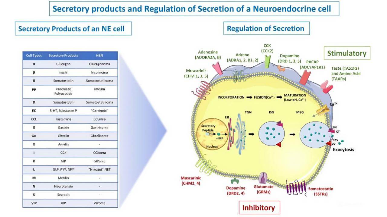 Secretory products and Regulation of Secretion of a Neuroendocrine cell