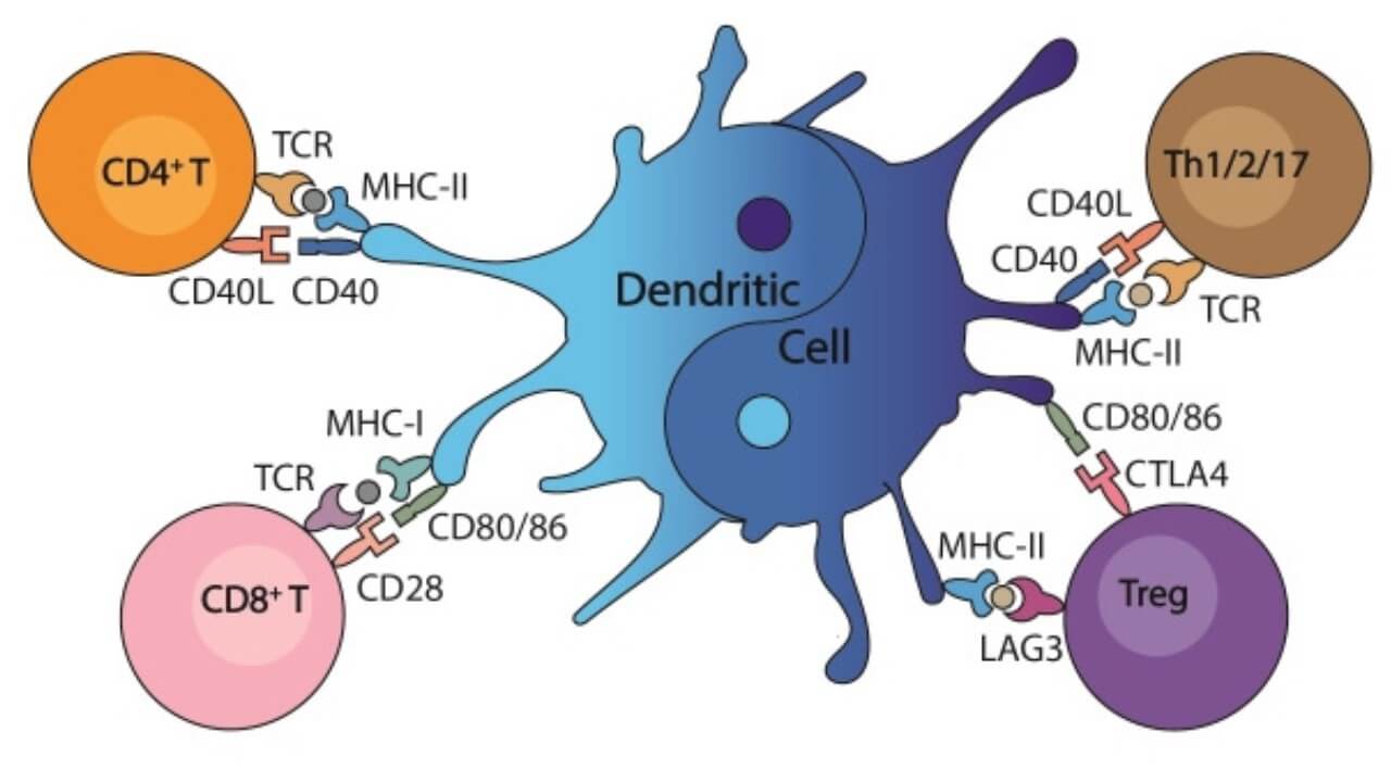 Dendritic Cell Regulation of T Cell Activation