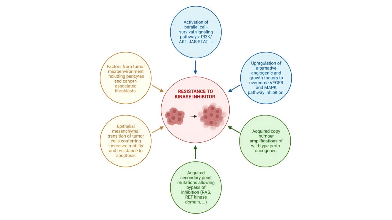Proposed mechanisms of resistance to kinase inhibitors