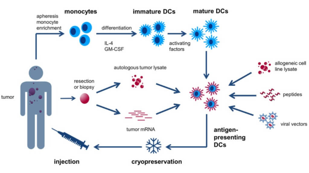 Generic recipe of classical monocyte-derived dendritic cells (DCs)
