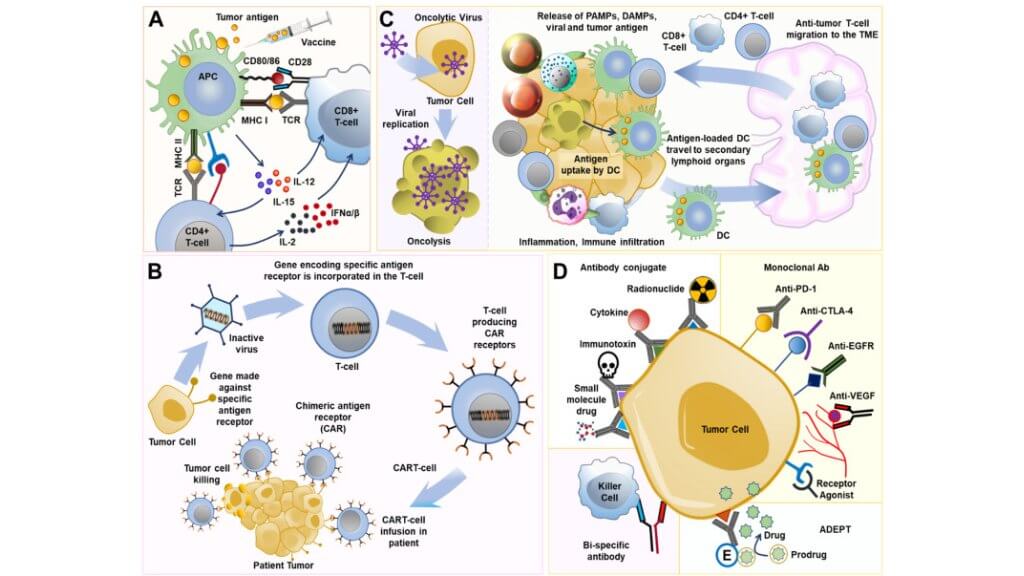 Different aspects of lung cancer immunotherapy