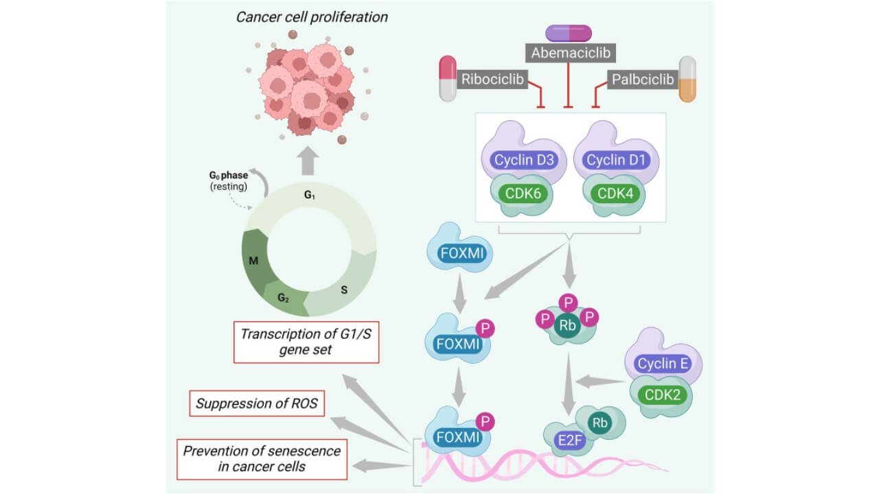 Immune escape mechanism of breast cancer cells and therapeutic role of immune checkpoint blockers in breast cancer treatment