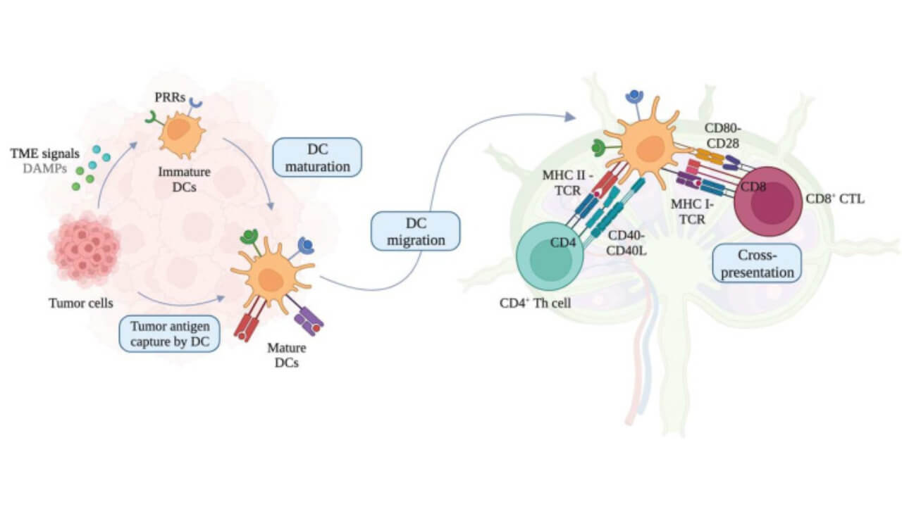 Schematic diagram of tumor antigen cross-presentation by DCs to T-cells