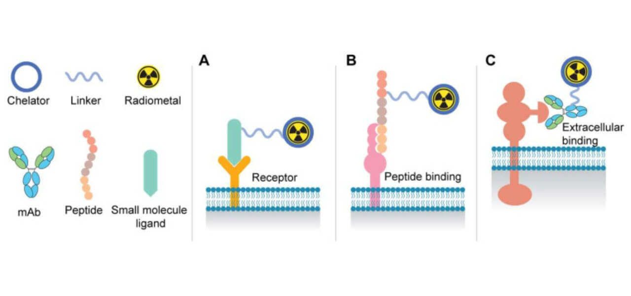 Schematic illustration of radioligand therapy molecules