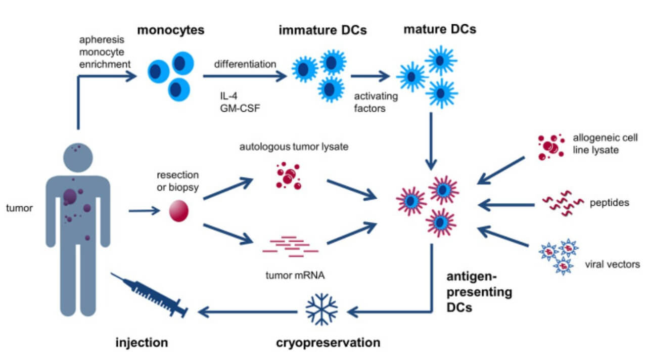 Generic recipe of classical monocyte-derived dendritic cells