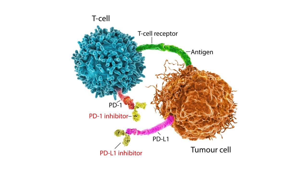 Immune checkpoint inhibitors