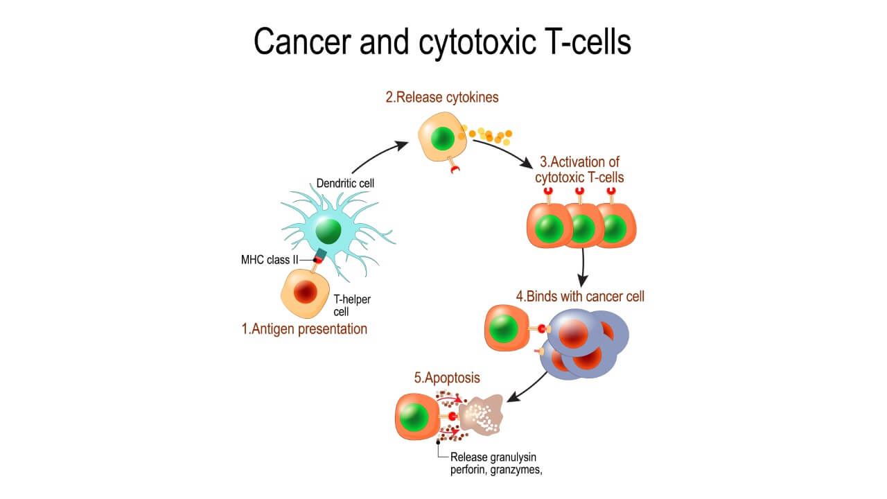 Cancer and cytotoxic T-cells