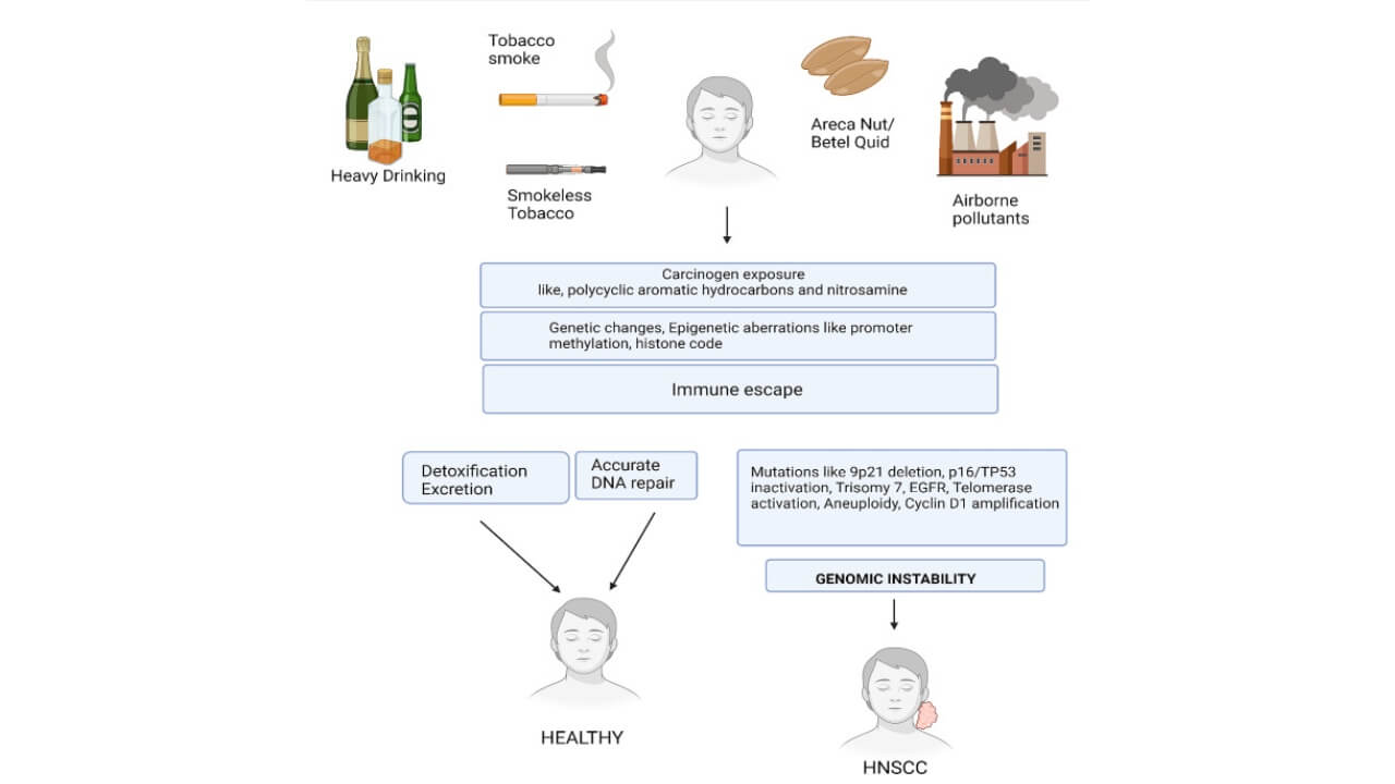 تطور سرطان الخلايا الحرشفية في الرأس والرقبة HNSCC المرتبط بالتعرّض للمواد المسرطنة