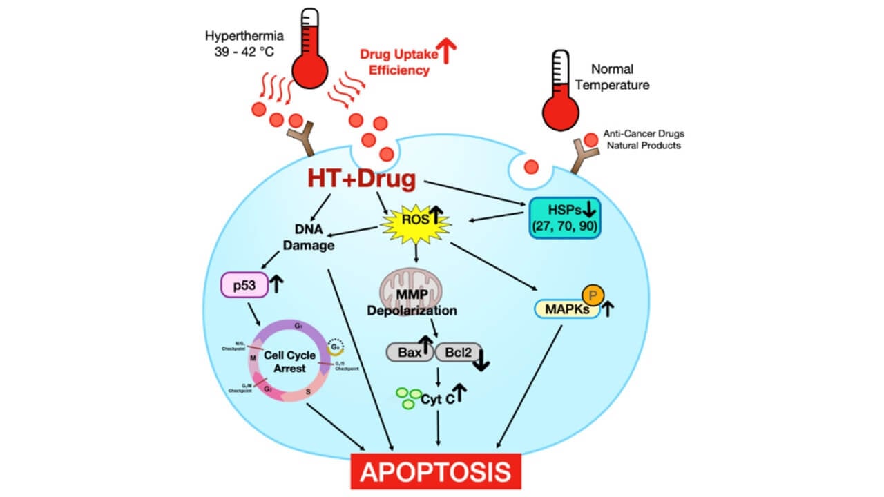 التأثير التآزري لـ HT + مُنتج طبيعي أو عامل مضاد للسرطان وآليته الجزيئية