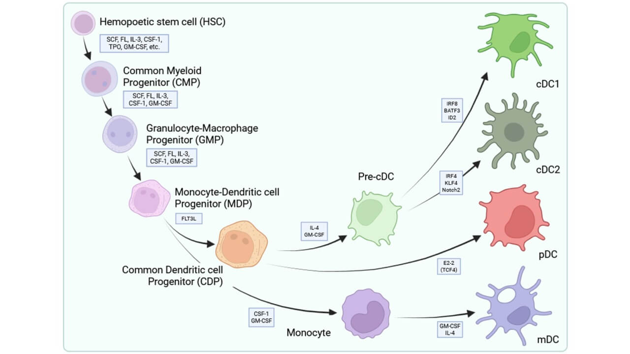 الأصل النسيجي للخلايا المتغصنة