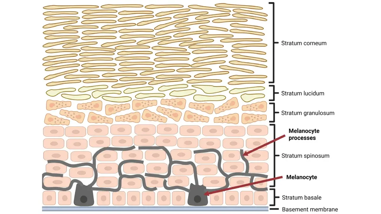 Localization of melanocytes in epidermis