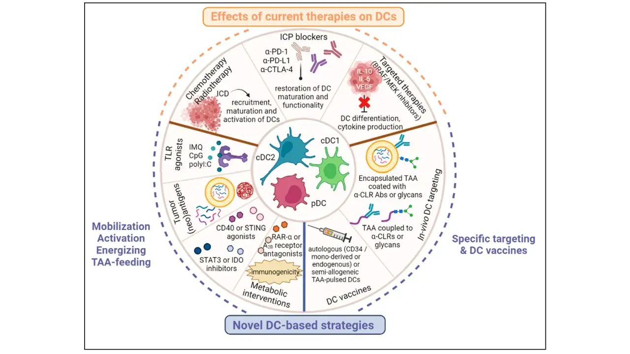 DC-based immunotherapeutic strategies in melanoma